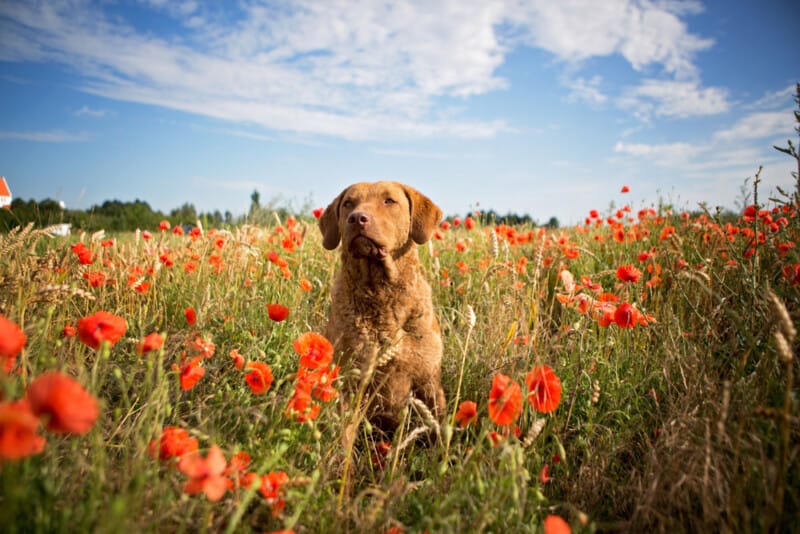 shutterstock 1142405288 - Essential Supplements for Optimal Chesapeake Bay Retriever Health