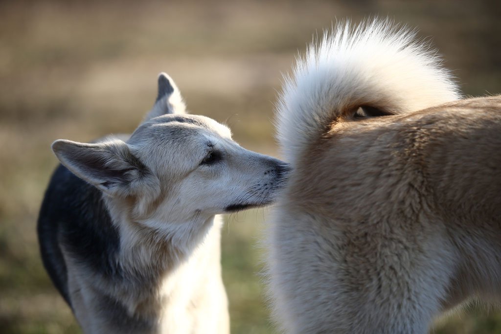sniffing dogs - Should We Be Worried About Contagious Dog Cancer Spread Through Sniffing?